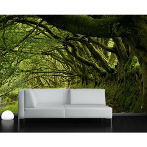 Entre les arbres papiers peints photo appliqué sur le mur