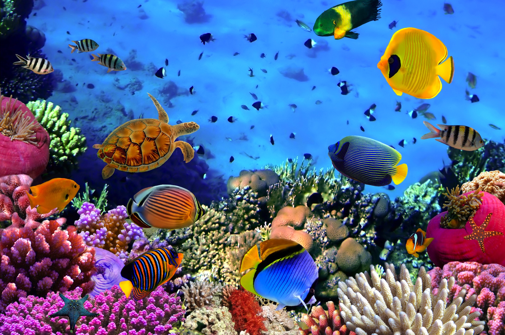Aquarium papiers peints photo