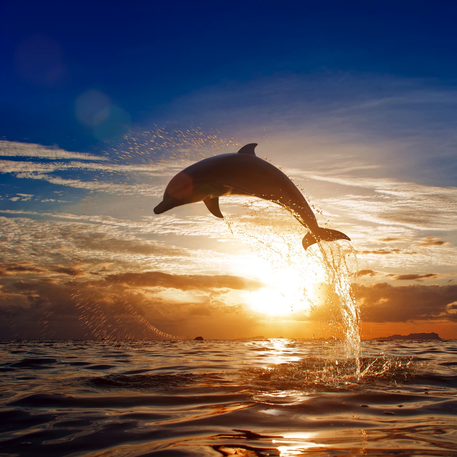 Le saut papiers peints photo 3D